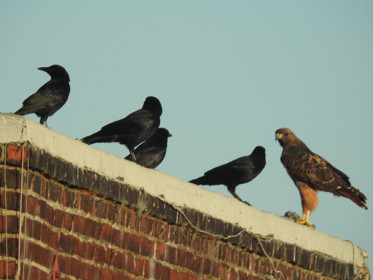 wbgrant2's tweet photo. Red-tailed Hawk (Buteo jamaicensis) feasting on Rock Pigeon (Columba livia) and mobbed by Amercian Crows (Corvus brachyrhynchos), San Francisco, Pacific Heights, 7:45 a.m. https://t.co/POsZBiI1Ec
