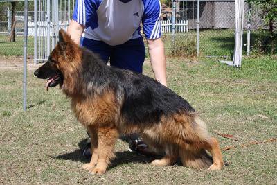 GlobalOutpostK9's tweet photo. We offer advance obedience classes at our facility!  Be able to walk your dog without a leash and your dog will walk by your leg regardless of what distractions comes your way cars, cats, bicycles etc. #dogtraining #gsd #advancedobedience #dogs https://t.co/h01mPkV5Xe