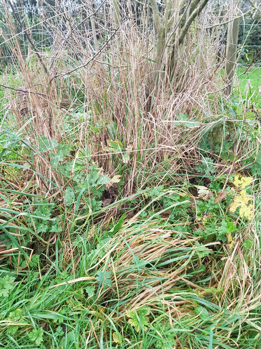 meadow_falls's tweet photo. What do we get up to when we're closed? 
This weekend, inbetween rain showers, we've made a start on tidying up the dog walk and trees which line it. 

Throughout summer the grass becomes a little overgrown around the trees and you'll be surprised what we find lurking in there... https://t.co/Y0IjjcDQnp