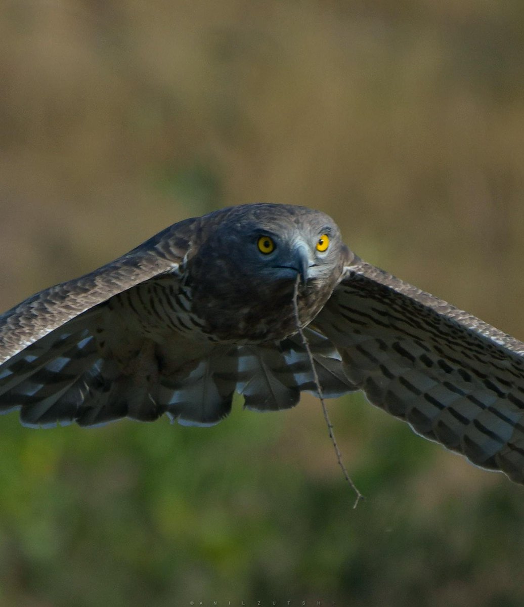 zutshi_anil's tweet photo. Short toed snake eagle
#birds #birdsofprey #Nikon #Throughthelens #Indiaves #BBCWildlifePOTD #Natgeo #Bbcearth #Birdph https://t.co/LhjGBAES7X