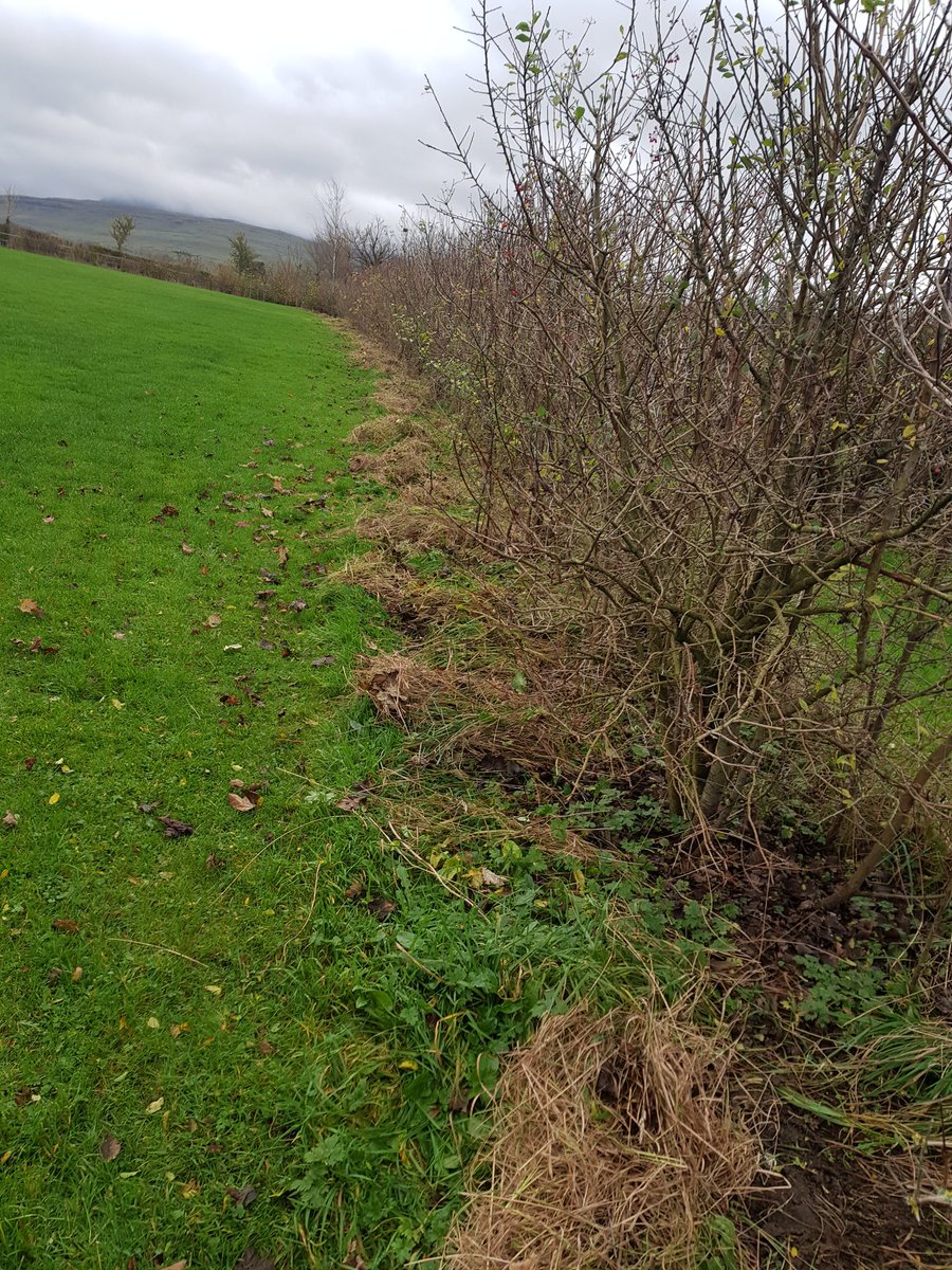 meadow_falls's tweet photo. What do we get up to when we're closed? 
This weekend, inbetween rain showers, we've made a start on tidying up the dog walk and trees which line it. 

Throughout summer the grass becomes a little overgrown around the trees and you'll be surprised what we find lurking in there... https://t.co/Y0IjjcDQnp
