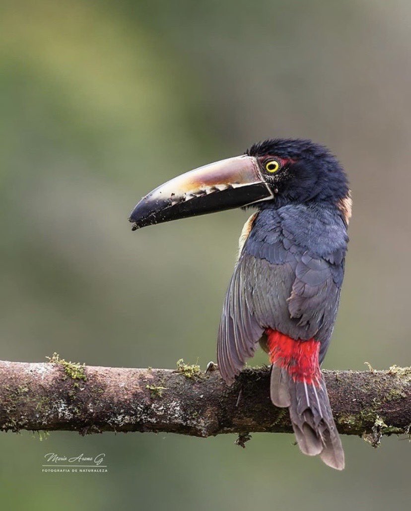 Collared aracari✨🌳
📸:<a href="/tikozook/">Mario Arana</a> 
#haciendaguachipelin #birdwatching #NaturePhotography #avistamientodeaves #birding