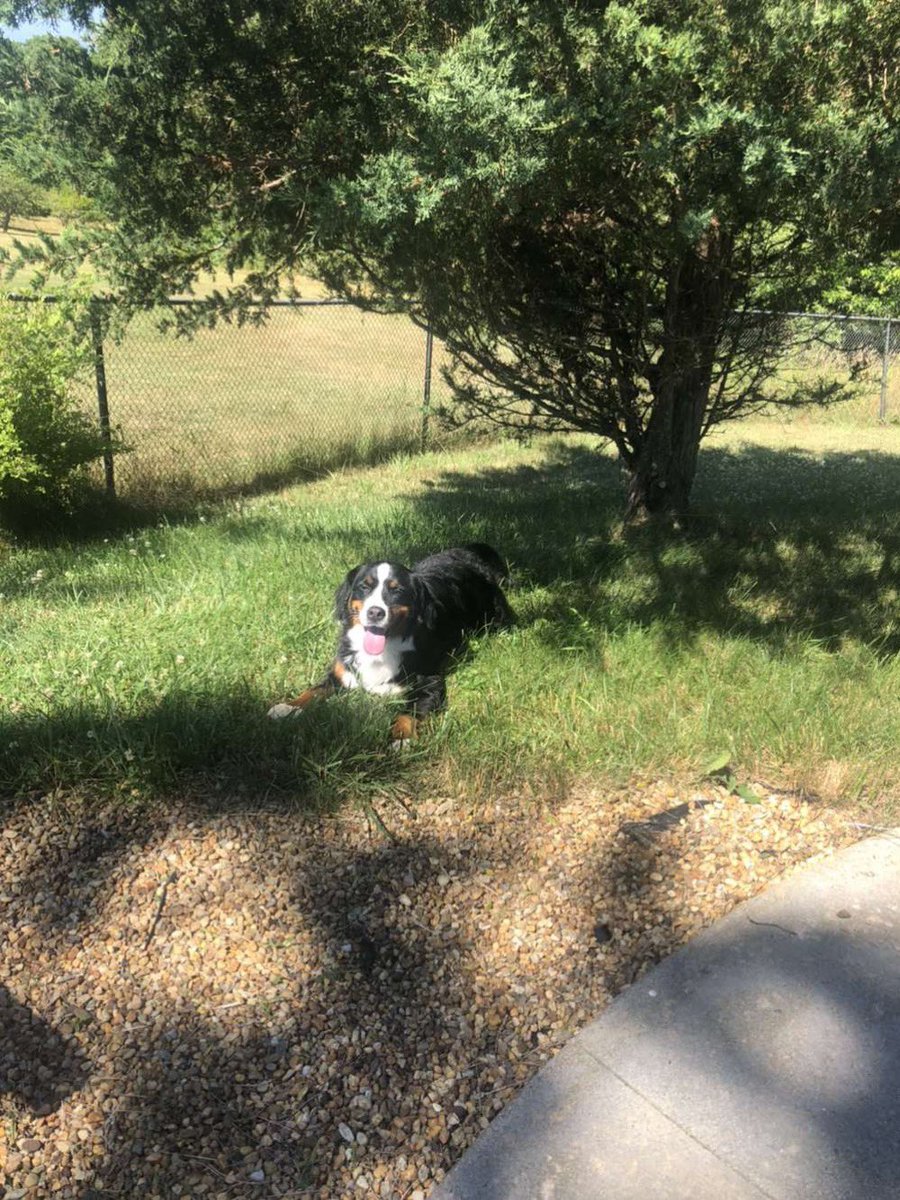 Let’s start a thread of your cute pets! It doesn’t matter if they’re a dog or a snake or even that spider that crawled in the window an hour ago! Just add some pics!