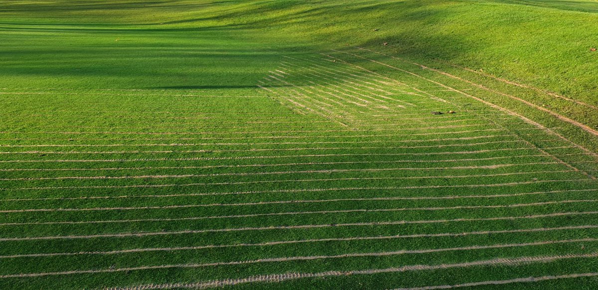 forthroots_'s tweet photo. With all this wet weather today it's a good time to show some sand slit photos from  @mgc_greens last week. Targeted sand slits are a quick and effective way of getting firmness back into turf, whether it be catchment lines or well placed secondary slits. #linkageisthekey https://t.co/StvLVkivdy