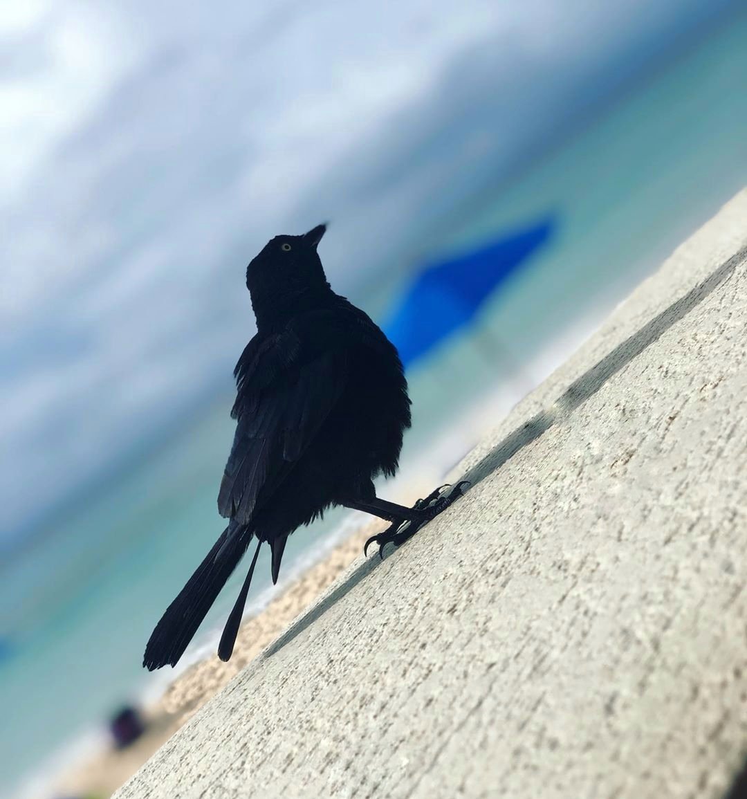 StayAtInfinity's tweet photo. Everyone's enjoying the view today 👓🐦

#infinityonthebeach #infinitesummer #perfectviews https://t.co/Hcfvew6ecq