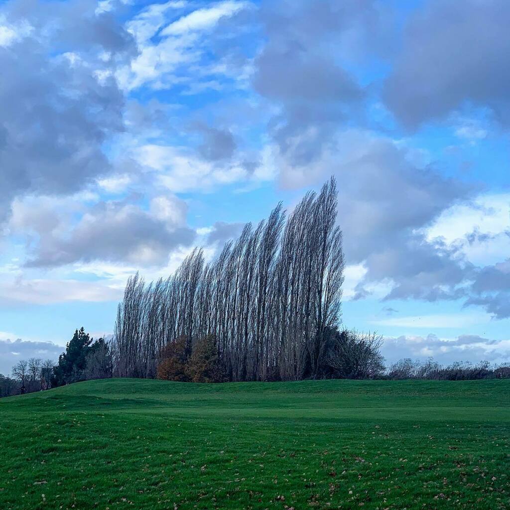 DansLowNotes's tweet image. Trees
:
:
#trees #sky #clouds #park #parklife #thirds instagr.am/p/CHnesYNpAFO/