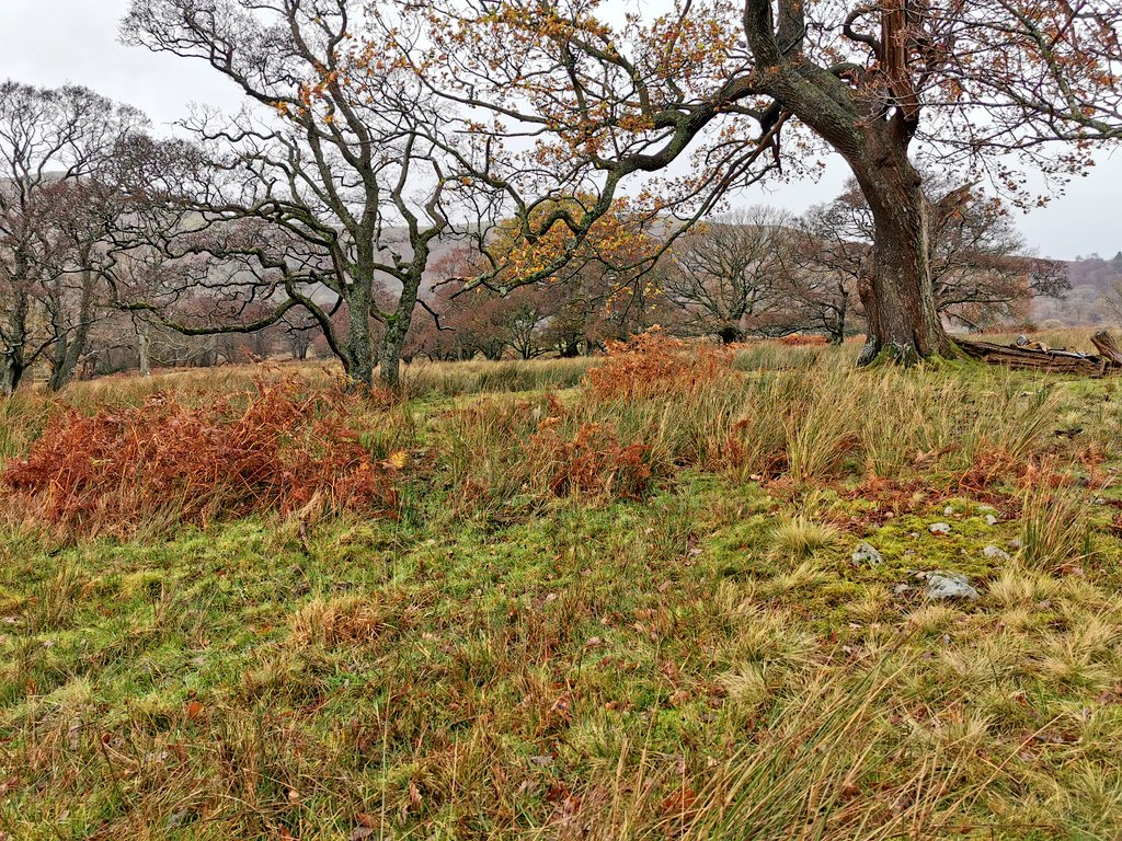 Took a wet walk through some first class WOOD PASTURE on the shore of  #ullswater this morning. Here's a thread to explain why it's such a fantastic habitat, and why we need more of it.