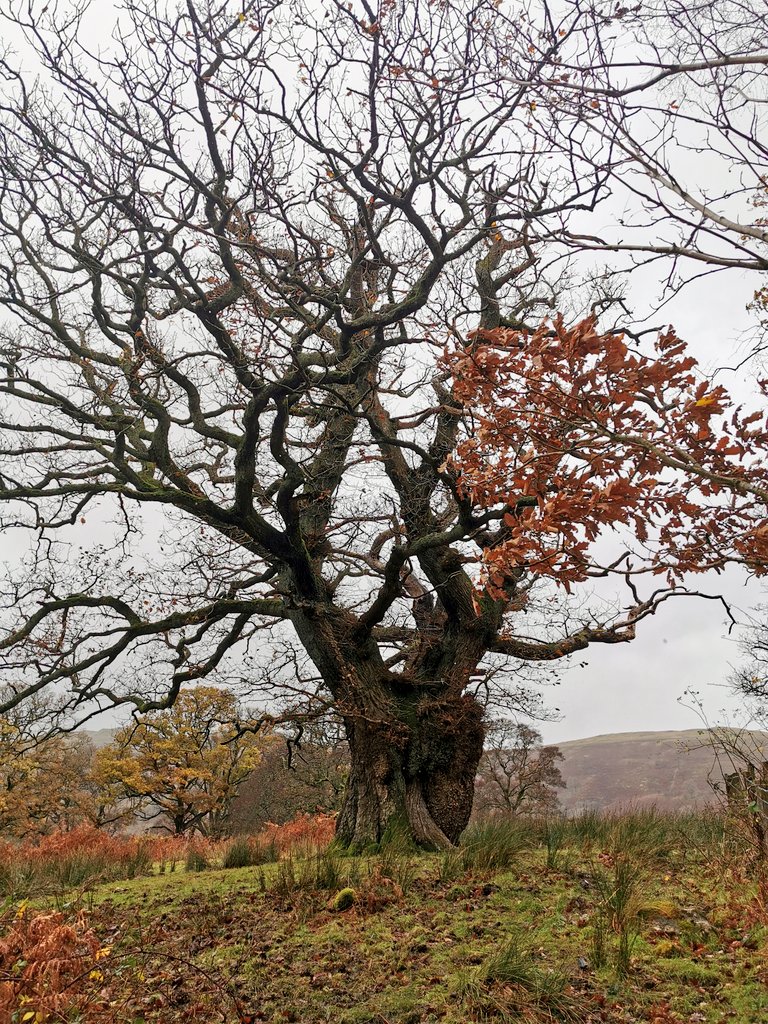 One of the most prominent features of a wood pasture, is big, old  #trees. This one has lots of oak, ash, birch, holly, sycamore, hawthorn and alder, many with abundant rot holes, perfect for pied flycatchers, restarts and other hole nesting  #bird species.