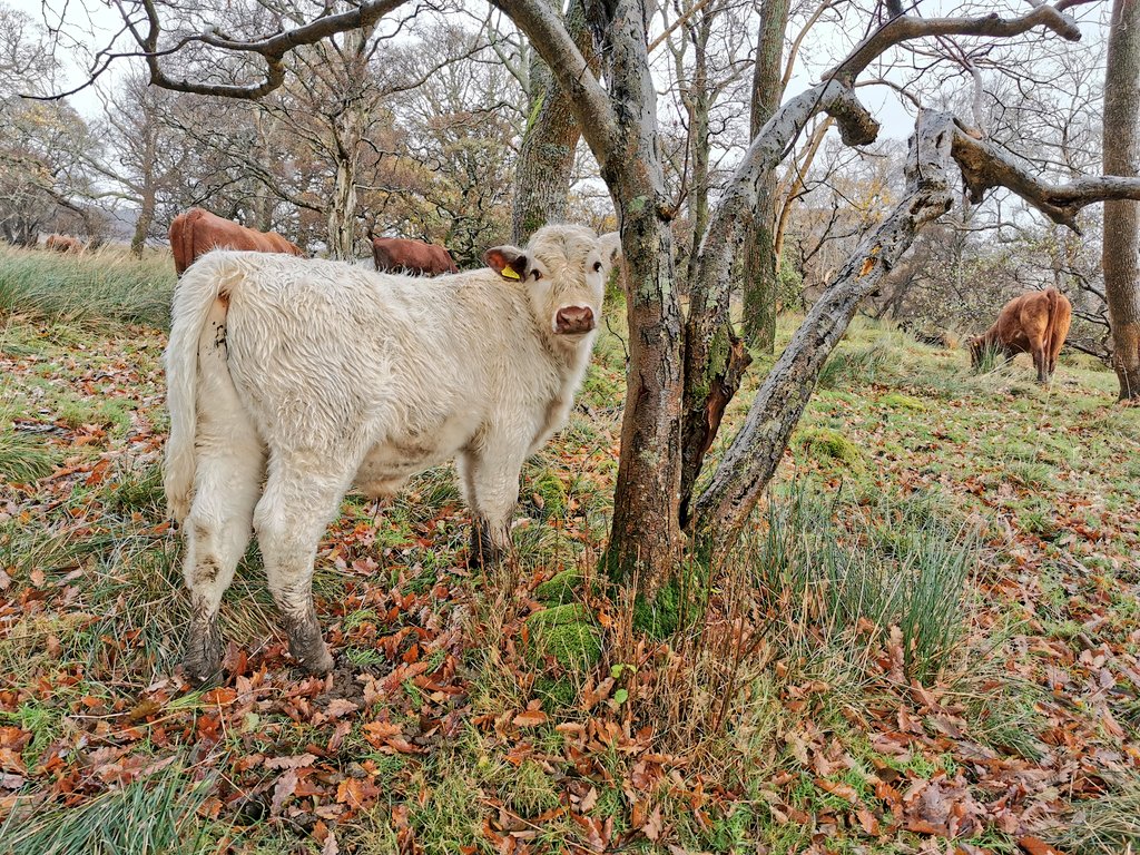 With the right level of grazing, the cattle ensure that the area stays diverse. Scrub and bracken are patchy and broken up, there are also areas of short grass, good for ants and green woodpeckers, ranker areas, & bare ground where cattle congregate, helping many ruderal species