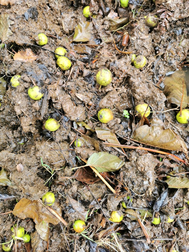 The wood pasture is as good for the cattle as the cattle is good for the wood pasture. They get a broad diet, thanks to the diversity they help maintain. Crab apples, berries leaves, supple twigs and diverse herbage makes for healthy cows.