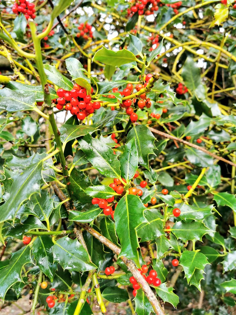 The abundance of berries in the scrubby thickets feed winter flocks of fieldfares and redwings, as well as our resident blackbirds, squirrels and mamy other species. The place was bustling with birds, taking advantage of the food and the shelter from todays wind and rain.