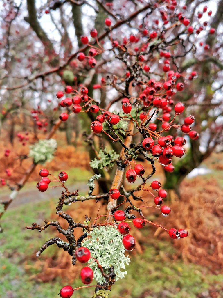 The abundance of berries in the scrubby thickets feed winter flocks of fieldfares and redwings, as well as our resident blackbirds, squirrels and mamy other species. The place was bustling with birds, taking advantage of the food and the shelter from todays wind and rain.