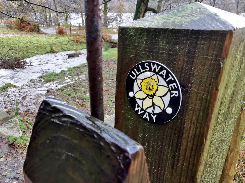 This piece of wood pasture is on the Ullswater Way, and part of Glencoyne Farm and very easily accessible. It's the result of brilliant work by the farming tenants working with their landlord the excellent  @nationaltrust