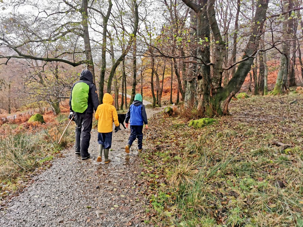 This piece of wood pasture is on the Ullswater Way, and part of Glencoyne Farm and very easily accessible. It's the result of brilliant work by the farming tenants working with their landlord the excellent  @nationaltrust