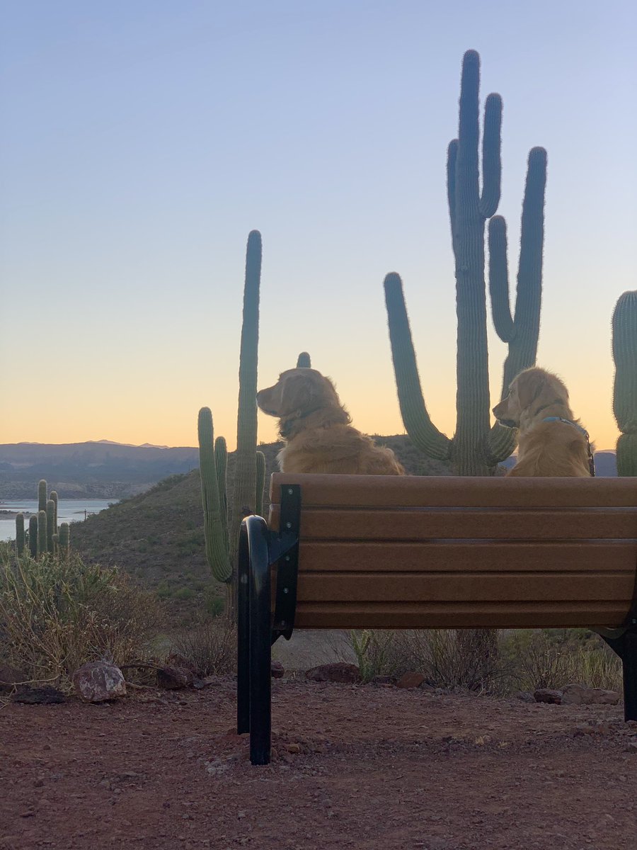 Just taking it all in. #dogthoughts #havingamoment