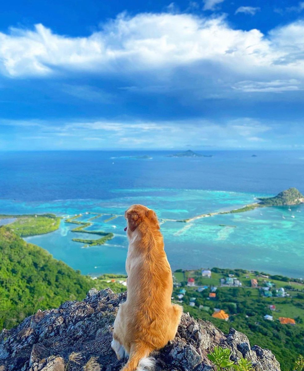 VisitSVG's tweet photo. Happy Sunday, Happy doggo, Happy View
📍: Union Island
📷: IG: irieislandgirl https://t.co/TML5NLtQq1