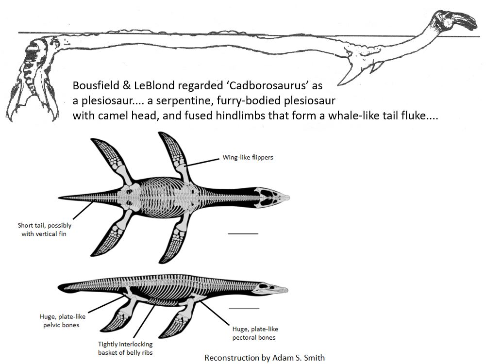 Yet Caddy – which is purportedly serpentine, furry, with a camel-shaped head, ears or horns, and said to more via vertical undulation – is (if imagined as real) about as different from a plesiosaur as you could possibly imagine. Why on earth make this odd, wayward suggestion?