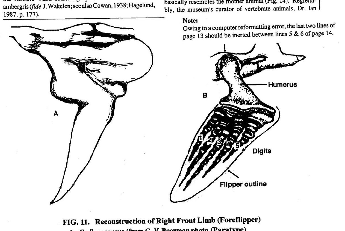 Recall the pointed structures close to the supposed junction between the ‘body’ and ‘neck’? To emphasise that these are forelimbs, Bousfield and LeBlond featured a reconstruction of the Caddy forelimb and showed it alongside the forelimb of Cryptoclidus, a Jurassic plesiosaur…