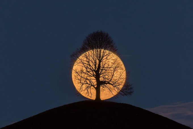 Rainmaker1973's tweet photo. The perigee Moon captured behind a tree in the act of rising by photographer Bernd Nowack [this and many other pictures by the author,here: https://t.co/CiSg9Lzh4j]] https://t.co/gNp0PsvmET