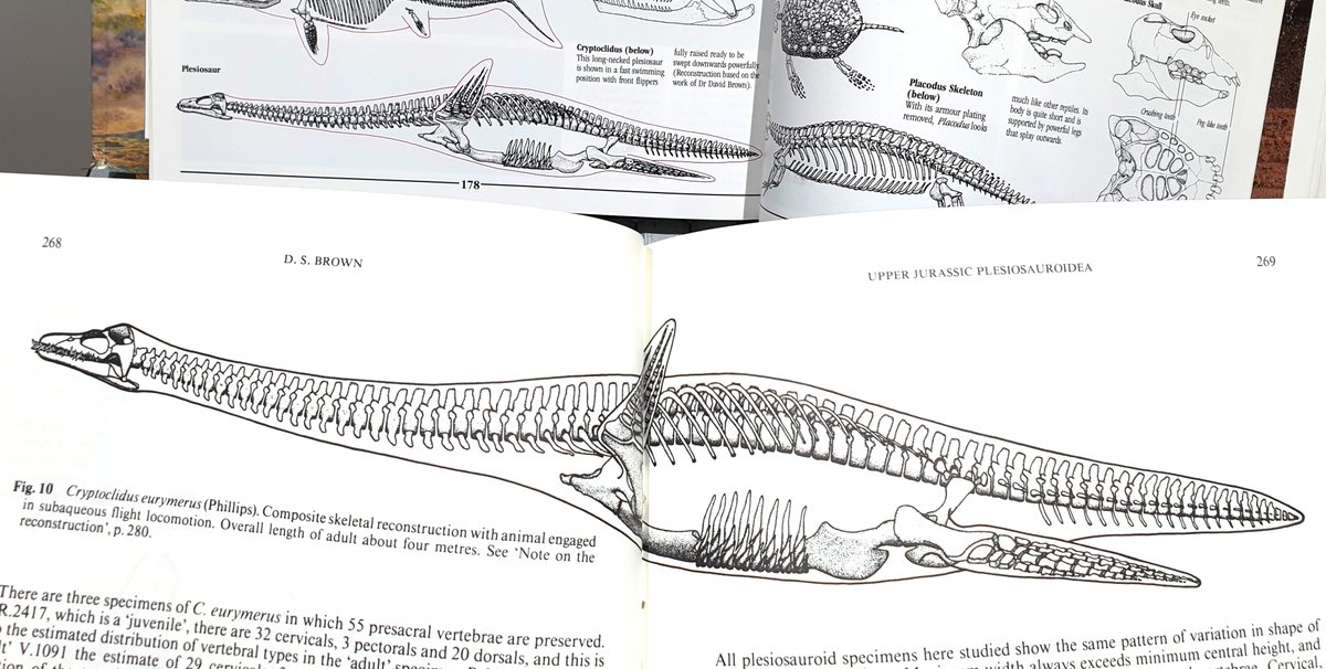 Any check with a knowledgeable expert would have allowed them to find that the Cryptoclidus diagram featured in Norman 1985 is from David Brown’s 1981 monograph on Cryptoclidus…