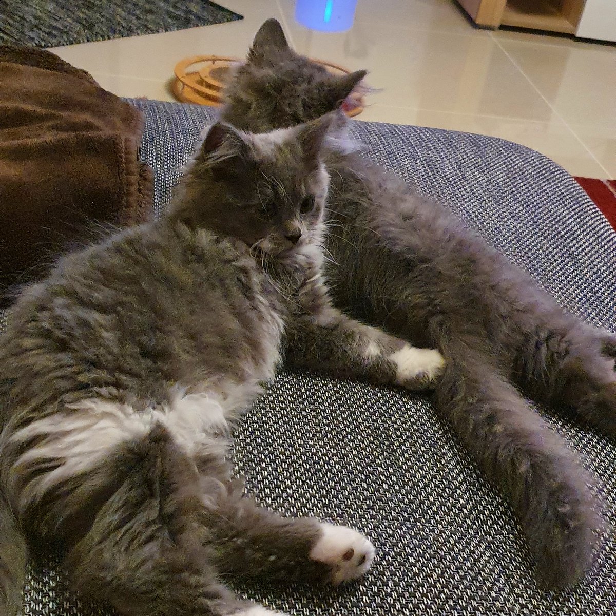 inalabru's tweet photo. Ich geb's ja zu. Ich war in letzter Zeit ein wenig #abgelenkt 😅 Schuld daran war nicht der Bossa Nova, sondern diese beiden hier. Gestatten: Kasimir und Nepomuk ❤ 
Aber jetzt geht's weiter im Text 😎

#wortspiel #ichliebees #sprecher #sprecherin #voiceacting #auchmit #katerchen https://t.co/4XCZk9LeQd