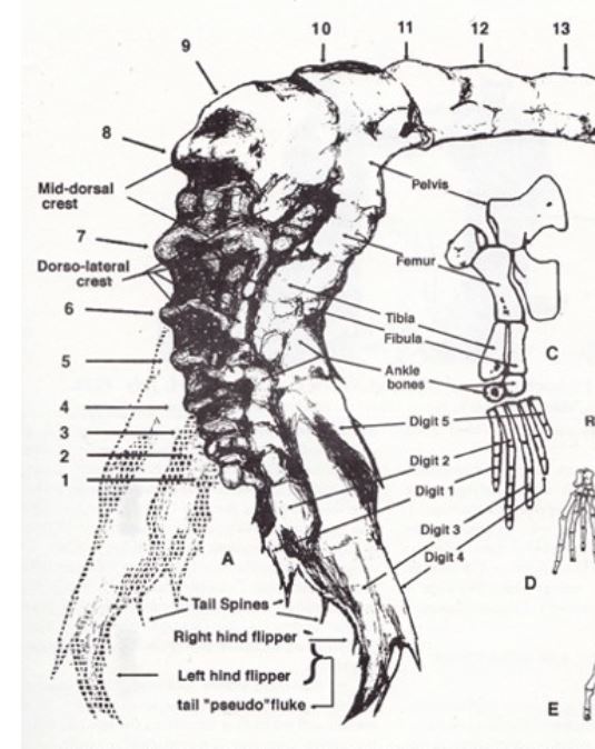 The published a diagram showing the ‘pseudo-fluke’ alongside a hindlimb labelled as that of the Jurassic plesiosaur Cryptoclidus…