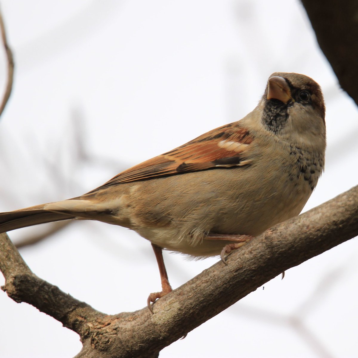birdhouse_love's tweet photo. Another new visitor! The house sparrow! #housesparrow #sparrow #allarewelcome #welcome #newvisitor https://t.co/LPLMZ1irqK