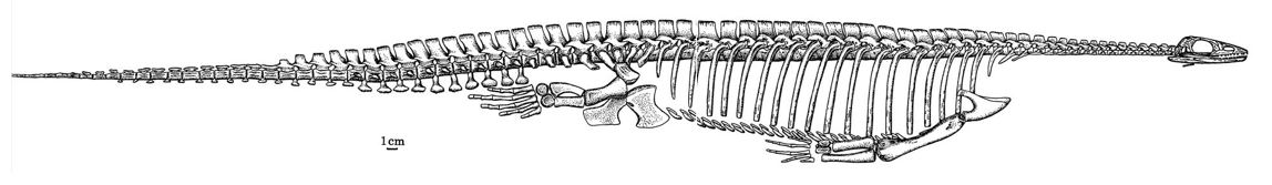 …. it’s from the Triassic Pachypleurosaurus, a marine reptile (about 1.2m long) that _is_ part of the same major group as  #plesiosaurs (Sauropterygia), but isn’t a plesiosaur at all. Specifically, Bousfield and LeBlond used a diagram from Carroll & Gaskill’s monograph of 1985…