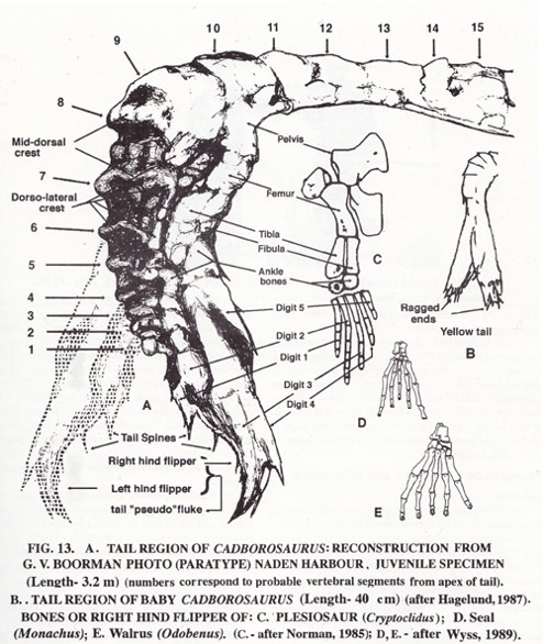 If Bousfield and LeBlond really had compared the ‘pseudo-fluke’ of Caddy to the hindlimb of a plesiosaur, it would have been obvious that there's no close similarity (plesiosaur hindlimbs here from Williston 1925)..