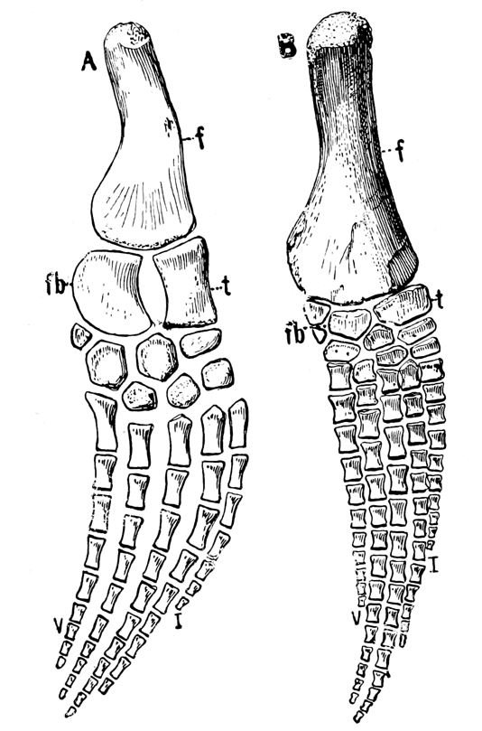 If Bousfield and LeBlond really had compared the ‘pseudo-fluke’ of Caddy to the hindlimb of a plesiosaur, it would have been obvious that there's no close similarity (plesiosaur hindlimbs here from Williston 1925)..