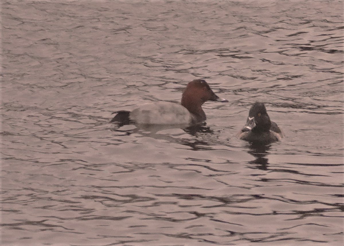 managed a shot of this bird yesterday afternoon