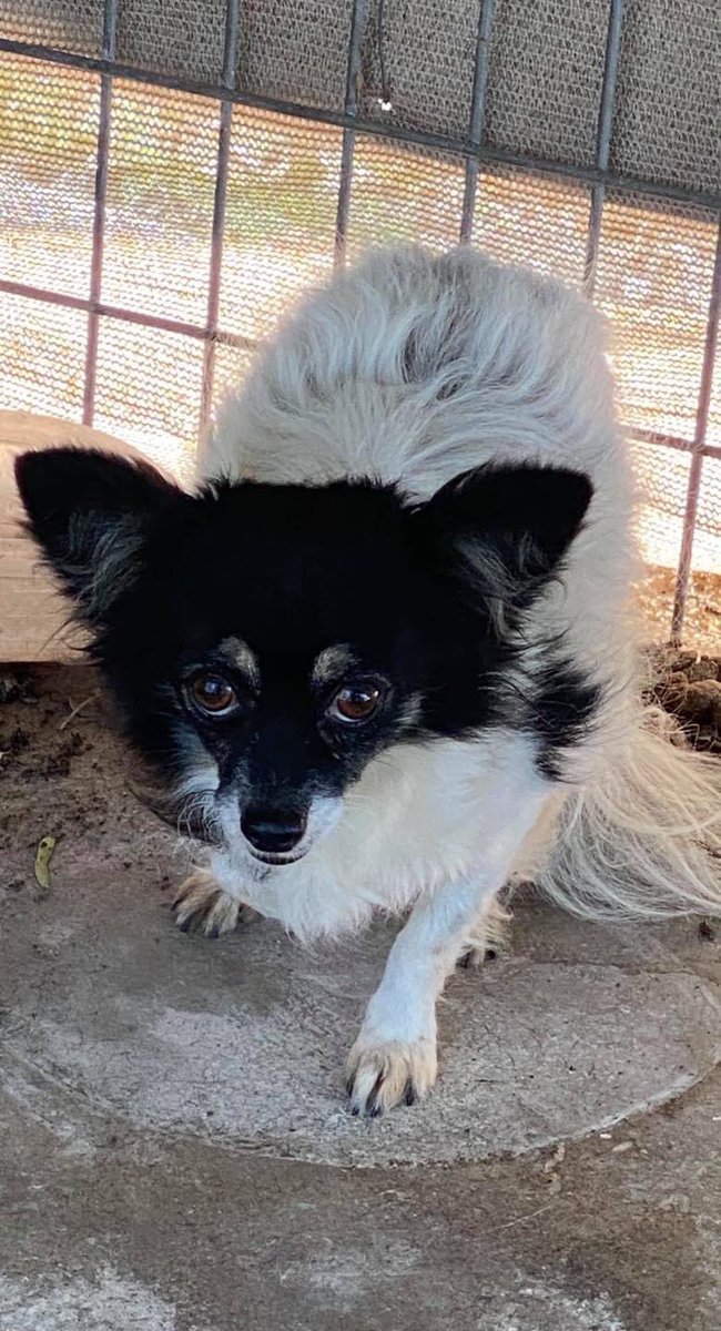 thearrc_nlb's tweet photo. ✨Intake Alert✨
Betsy was found as a stray in Texas &amp; never reclaimed. How is someone not missing this cute girl? After 2 weeks at  the police dept, we bailed her out &amp; she will be adoptable very soon! #AdoptDontShop https://t.co/AAteKTQIzz