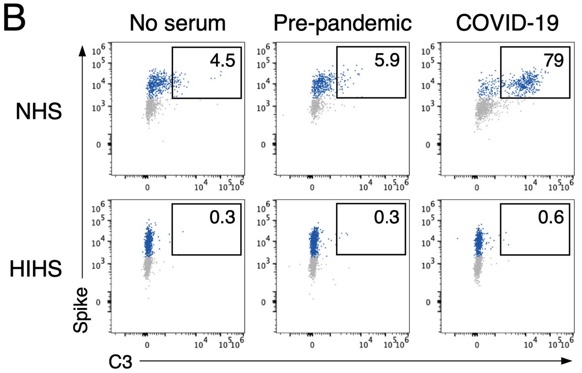 We Found that complement is activated at the surface of infected cells by sera from COVID-19 patient. In this example 79% of infected cells (in blue) are covered by C3b/iC3b (top-right corner)NHS: normal human serumHIHS: heat-inactivated human serum (a control)3/13