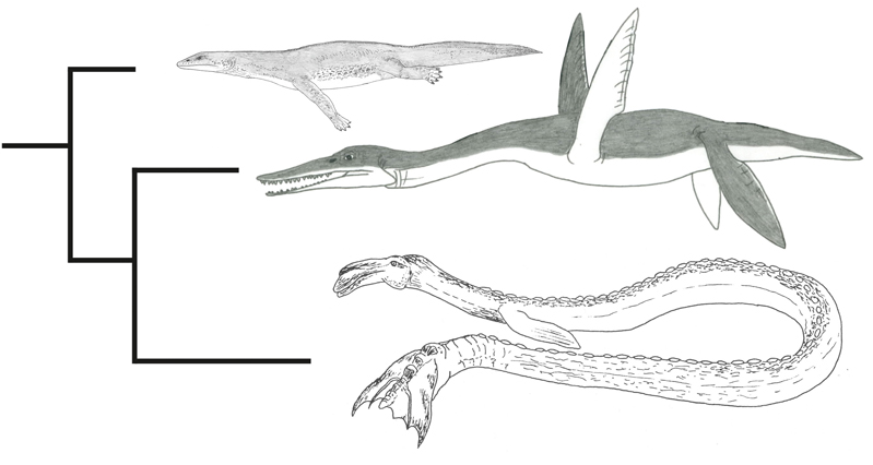 But it _IS_ what they said: their 1995 monograph is shot through with stuff positing a plesiosaurian identity for  #Cadborosaurus – it’s their primary contention! (well, that and the fact that Cadborosaurus exists in the first place)…