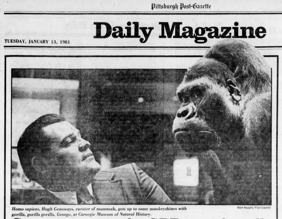 My father grew up on farms in western Nebraska but went on to become a world-class biologist, specializing in New World bats and rodents. When I was a kid, he was the Curator of Mammals at the Carnegie Museum in Pittsburgh. (Here he is with a newly taxidermied gorilla.)