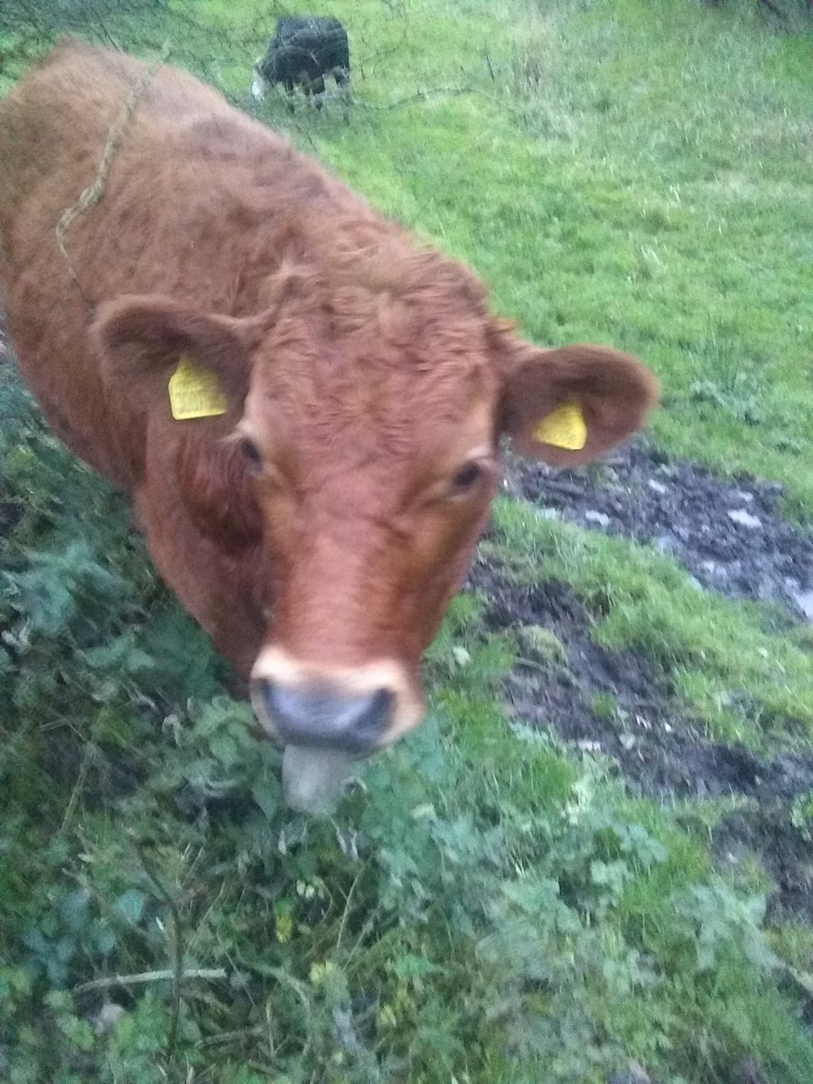 BainbridgeD1's tweet photo. Great walk today and you can't beat a #gingercow nice earrings even if I do say so myself. #StaySafe everyone. We will get though this together. https://t.co/mAb2PPVQU5