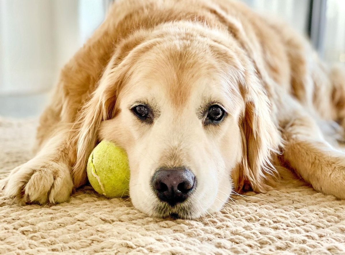 EmoHopperTDog's tweet photo. 🎾 is life, but when Guac barks 24/7 at me it gets tiring. https://t.co/gmZbWZPlNv