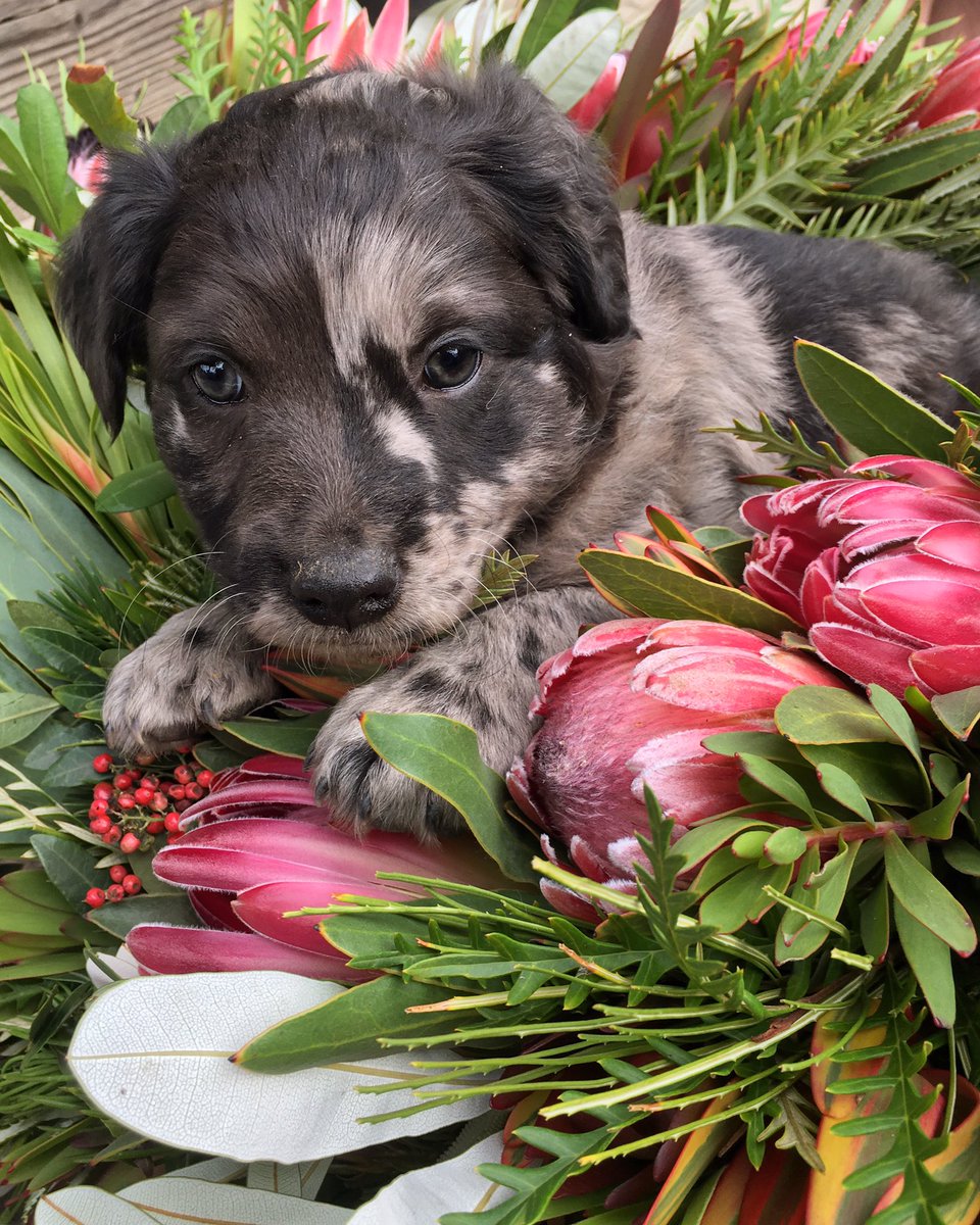 DianaR_Resendiz's tweet photo. This holiday season, embrace the joys of decorating with little helpers (especially the four legged kind)! 🌷🐕🌸 #decoratingideas #funwithflowers #farmfriends #puppydog #protea #sundayfunday #bringnaturehome #cagrown #alittlebeautyeveryday https://t.co/51vqtLJWPk