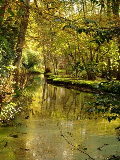 EDP24's tweet image. Our photo of the day winner is Cassie Tillett with this fantastic shot taken at Fairhaven Woodland and Water Garden. Send us your photos via iwitness24.co.uk