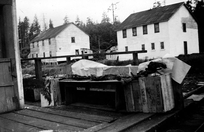 Transfer that to the Naden Harbour carcass, and it raises the possibility either that the carcass was a deliberate hoax (the crew at the whaling station saw a long, snaky object and sought to make it into ‘a Caddy’)…