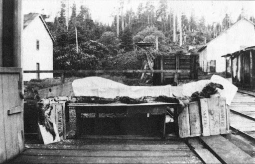 Transfer that to the Naden Harbour carcass, and it raises the possibility either that the carcass was a deliberate hoax (the crew at the whaling station saw a long, snaky object and sought to make it into ‘a Caddy’)…