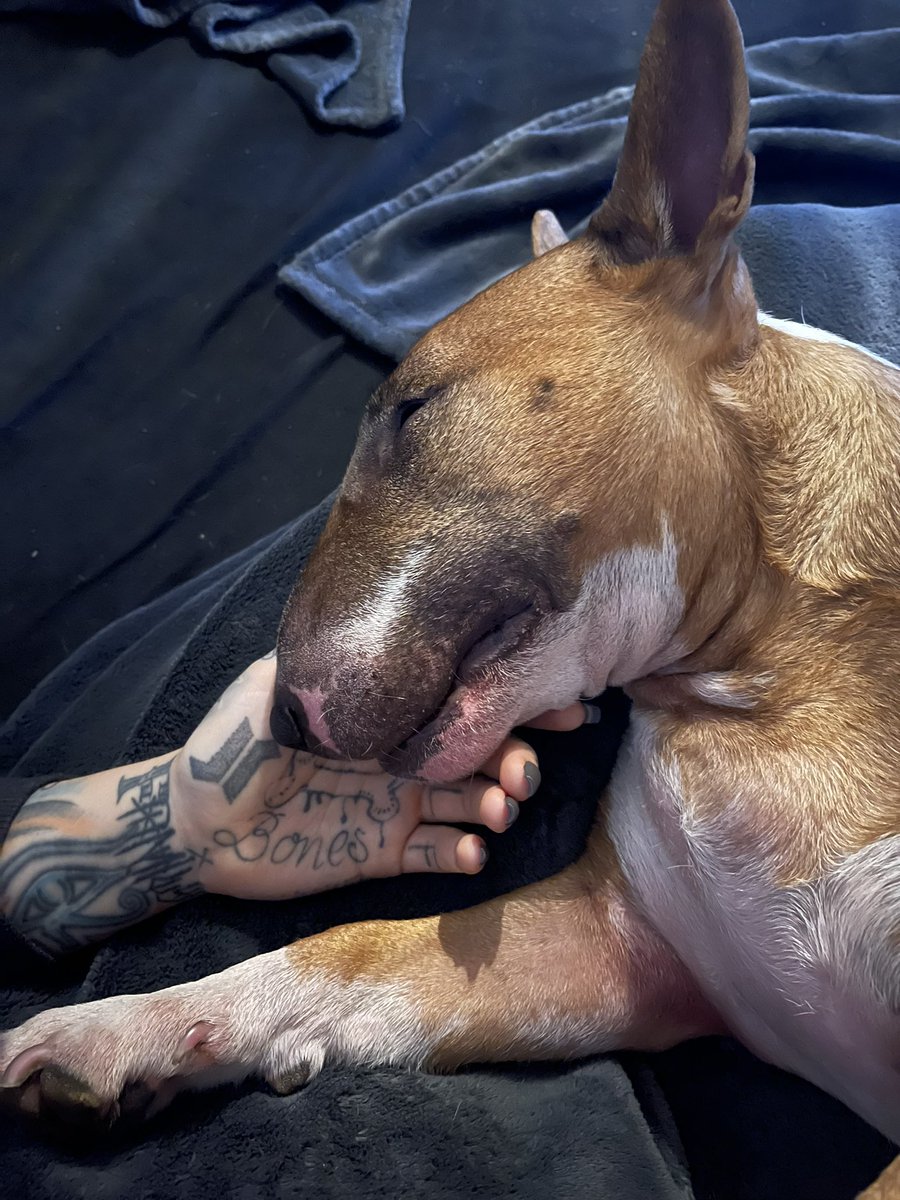 sandymania's tweet photo. when the puppy falls asleep on your hand 🥰 #KingBones https://t.co/uUMd7b64oX