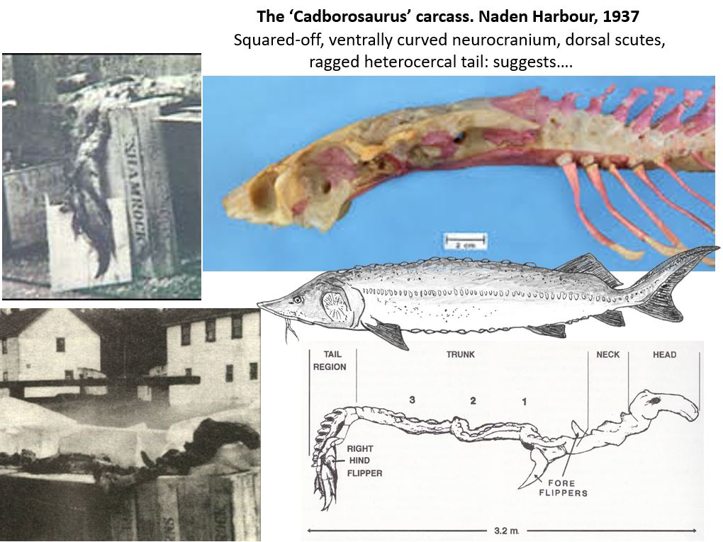 Sturgeons also have a row of dorsal scutes along the top of the body; perhaps this explains that line of oval knobs visible along the length of the Naden Harbour carcass…  #Cadborosaurus  #cryptozoology  #seamonsters