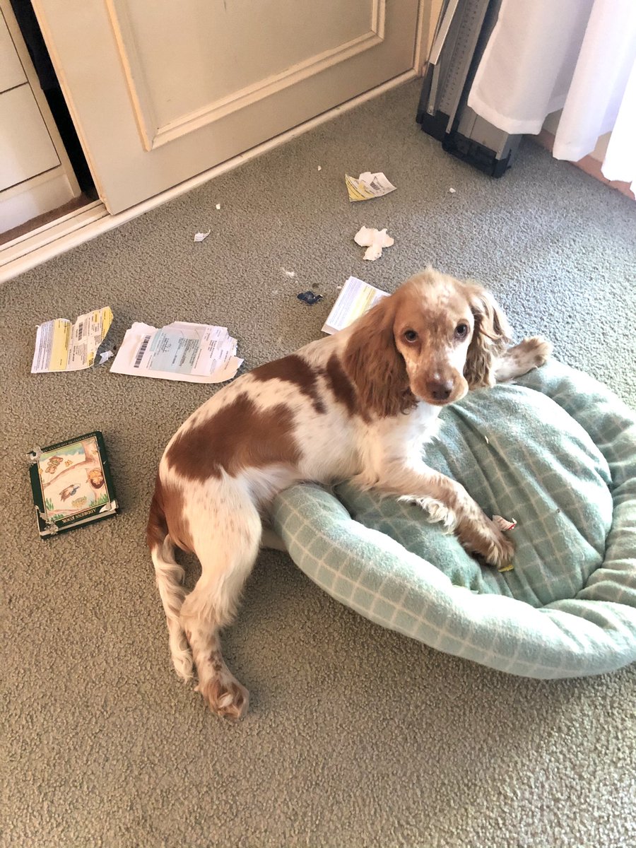 SarahMac227's tweet image. Let herself inside and helped herself to my prescriptions. Ones without a staple are completely gone. #roughage