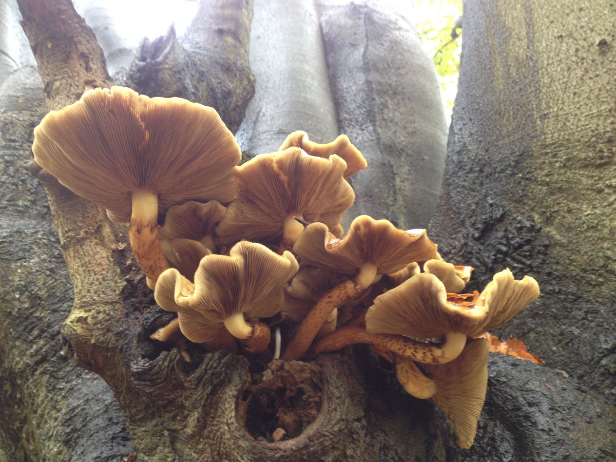 EppingForest365's tweet photo. Praise the architect 😍

Pollarded #EppingForest Beech, no ID for the fungi.
#FungiOfTheWorldWeekend 
@Britnatureguide https://t.co/7wtoCFwnPi