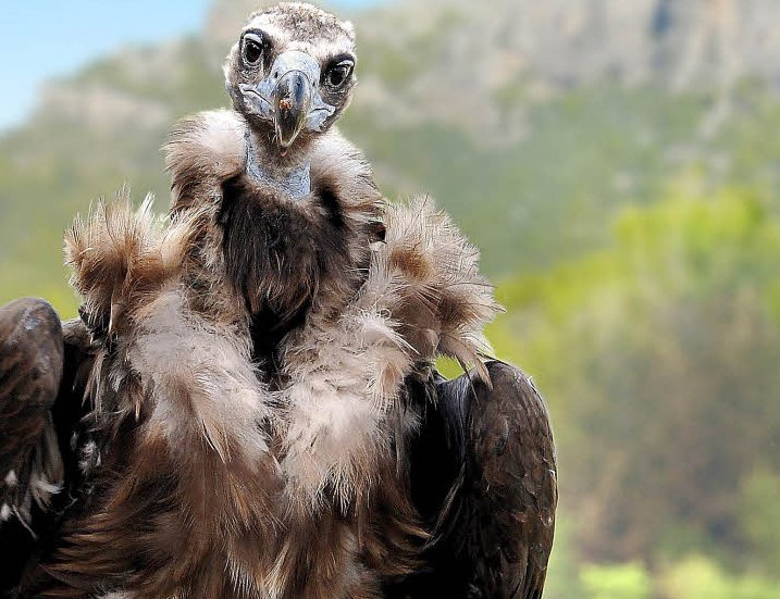 Friedrich Merz als Geier Ein Thread: