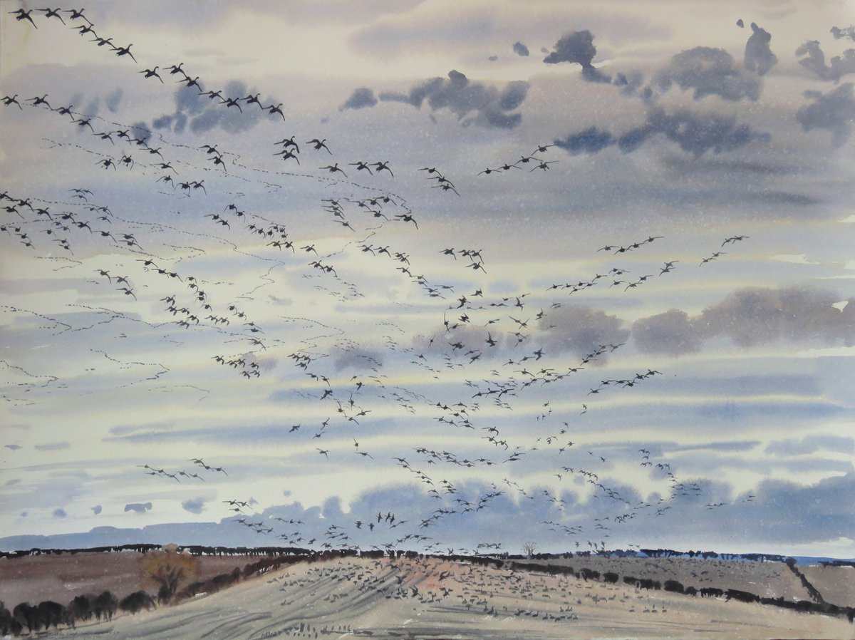 Mass arrival of Pink-footed Geese from last week. Painted in early morning as light rain started to clear - tiny spots of fine rain have peppered the background washes but otherwise the painted survived the weather conditions