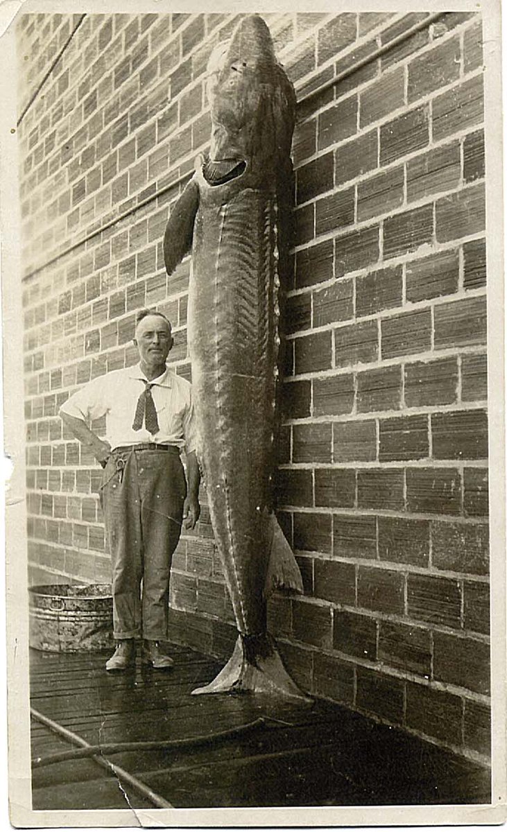 Theoretically, a dead one could get washed out to sea at any time of year. It matches anatomically with the description above, and overlaps with the Naden Harbour carcass in size, the record length being over 6m (you’ll recall that the Naden Harbour carcass was about 3.8m long)…