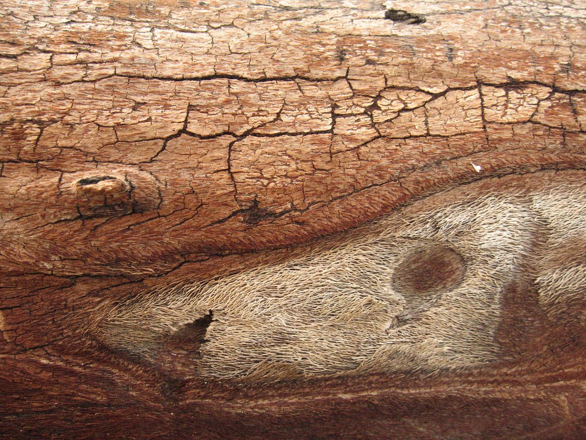 JoshuaTreeNPS's tweet image. See Joshua Tree through a different lens.

Have you noticed the elaborate details that make up Joshua Tree National Park?

Photos: NPS / Sutton, Hannawacker, Harrison