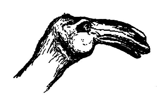 Among those reporting a horse- or camel-like head, for example, there’s mention of ears or horns… which aren’t present on the Naden Harbour carcass…  #Cadborosaurus